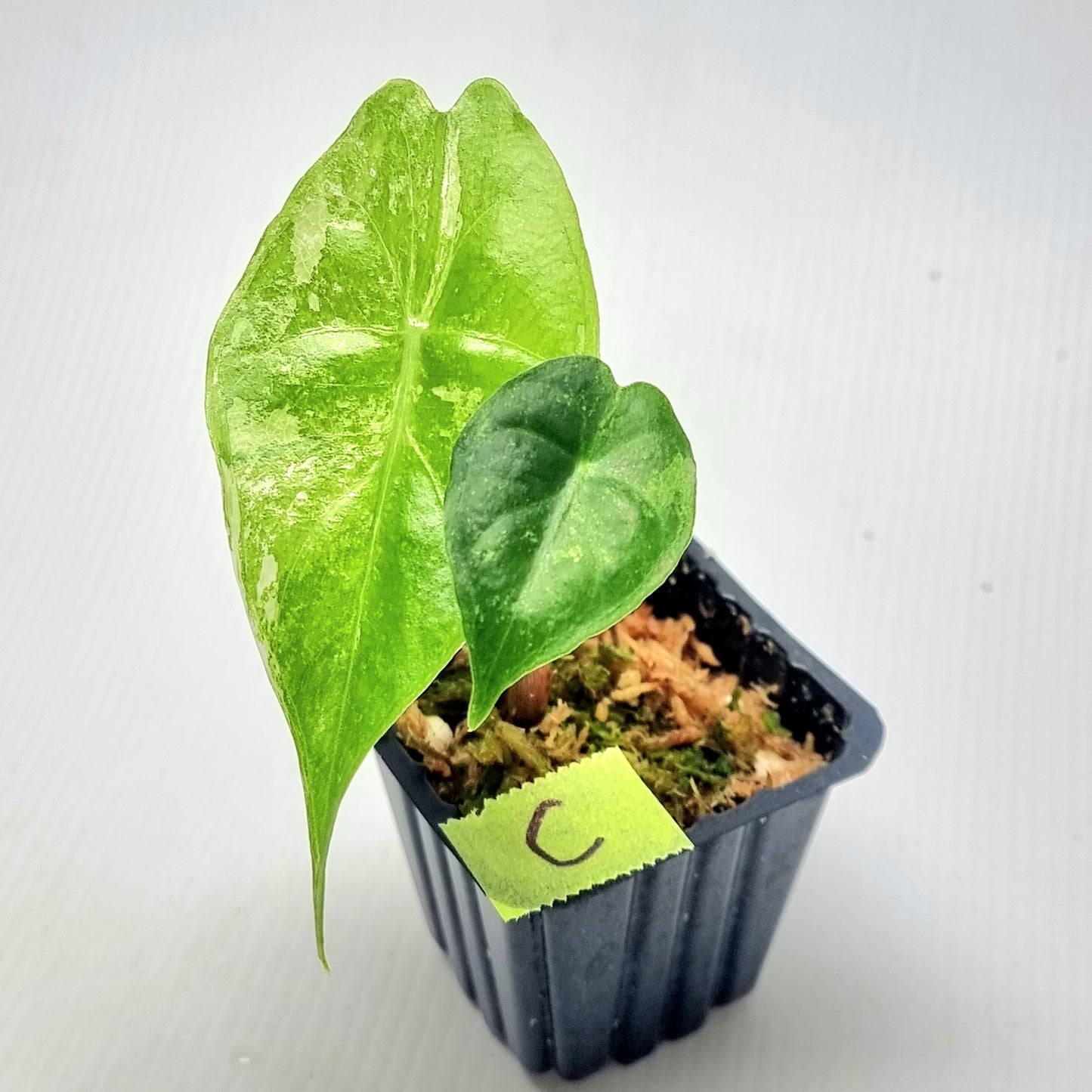 Alocasia Nairobi Night Variegated