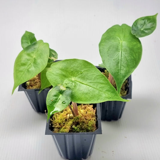 Alocasia Nairobi Night REVERTED