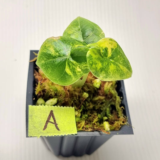 Alocasia melo Aurea variegated
