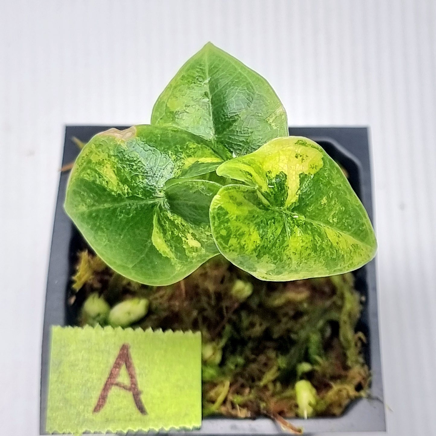 Alocasia melo Aurea variegated