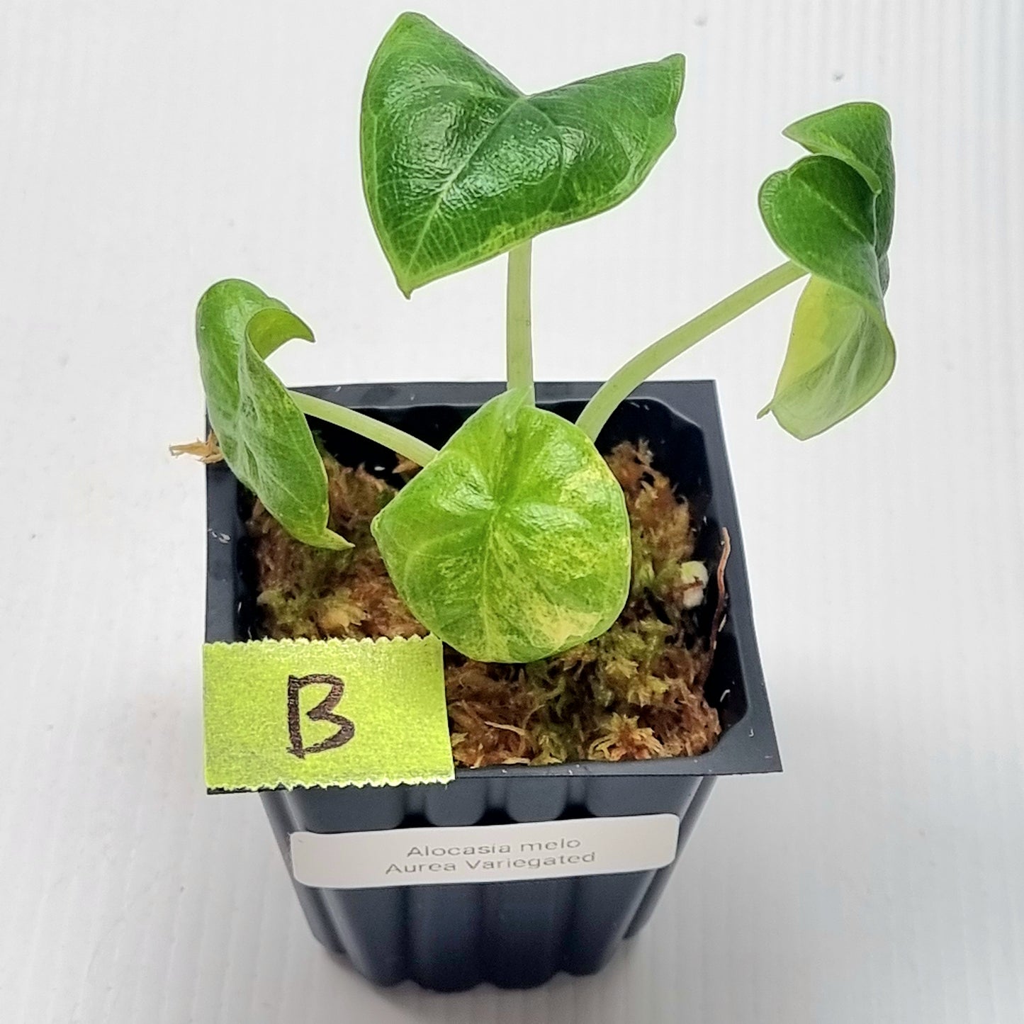 Alocasia melo Aurea variegated