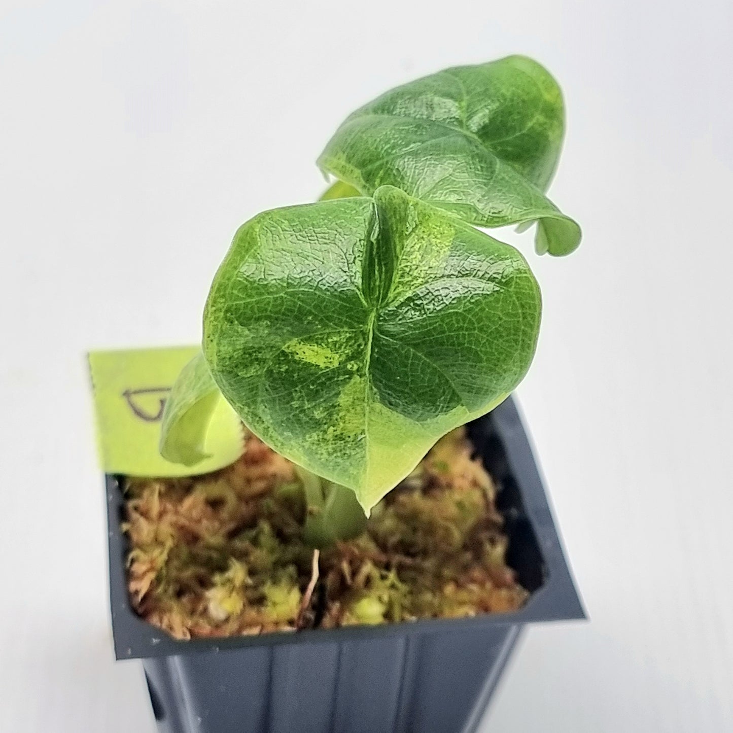 Alocasia melo Aurea variegated