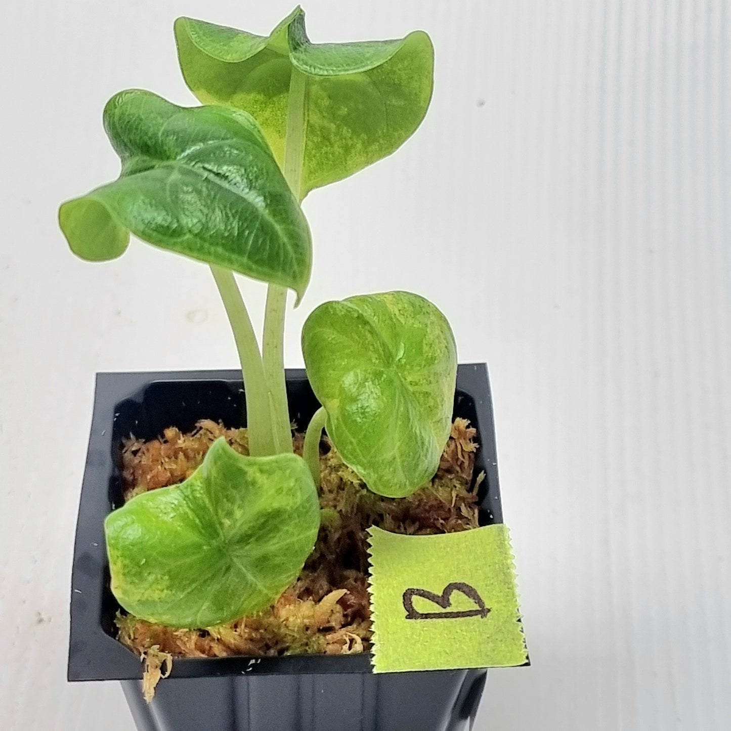 Alocasia melo Aurea variegated