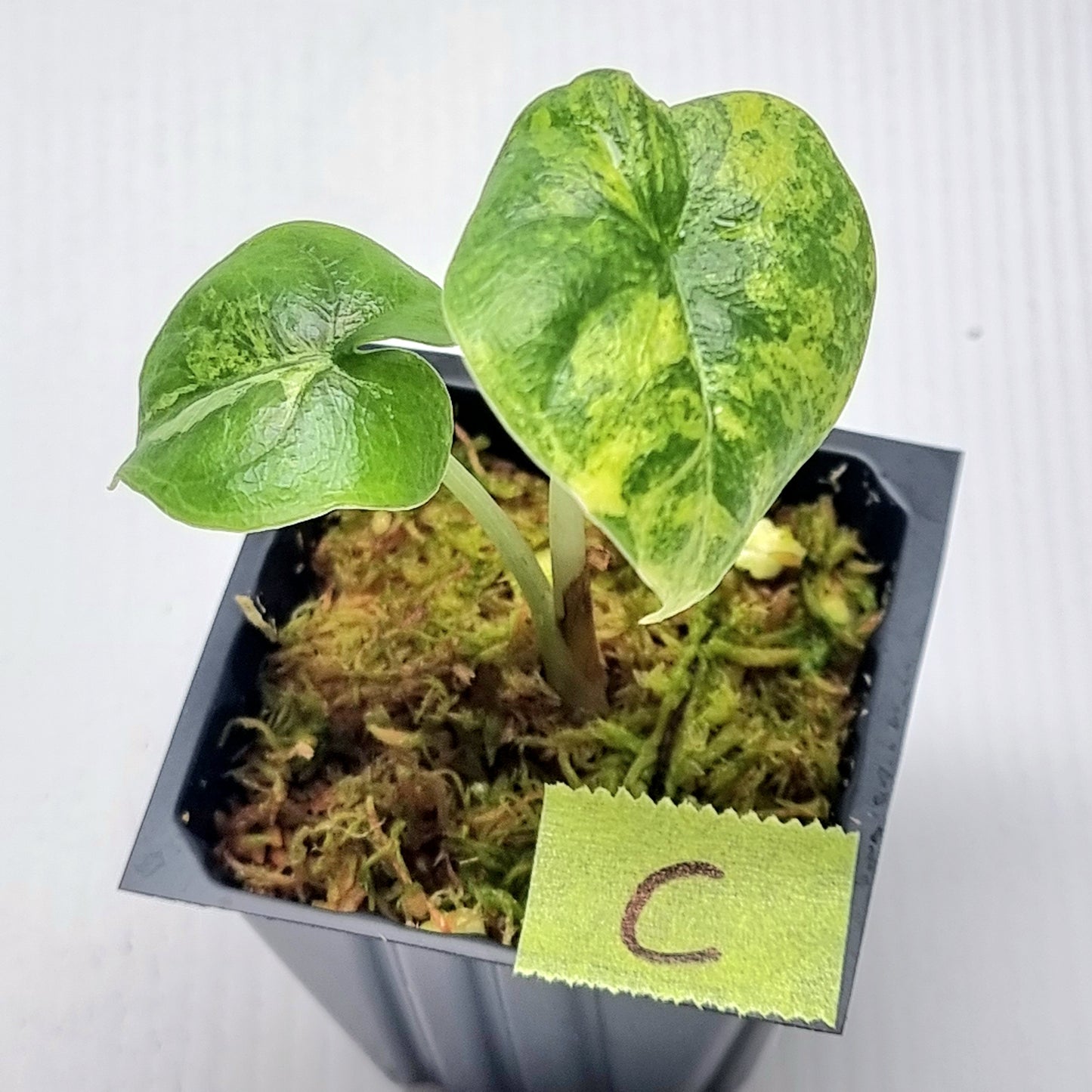 Alocasia melo Aurea variegated