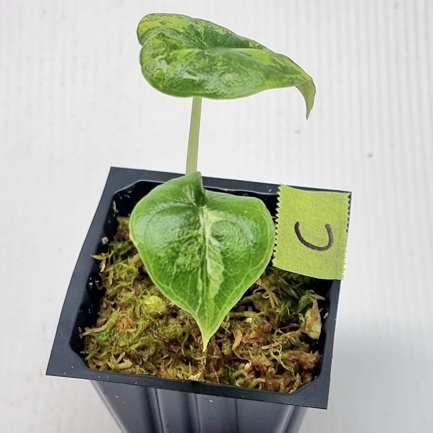 Alocasia melo Aurea variegated