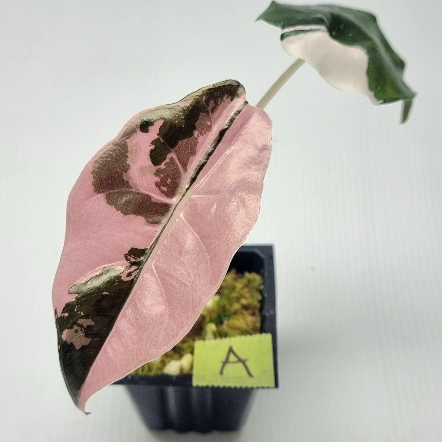 Alocasia Chantrieri Pink Variegated