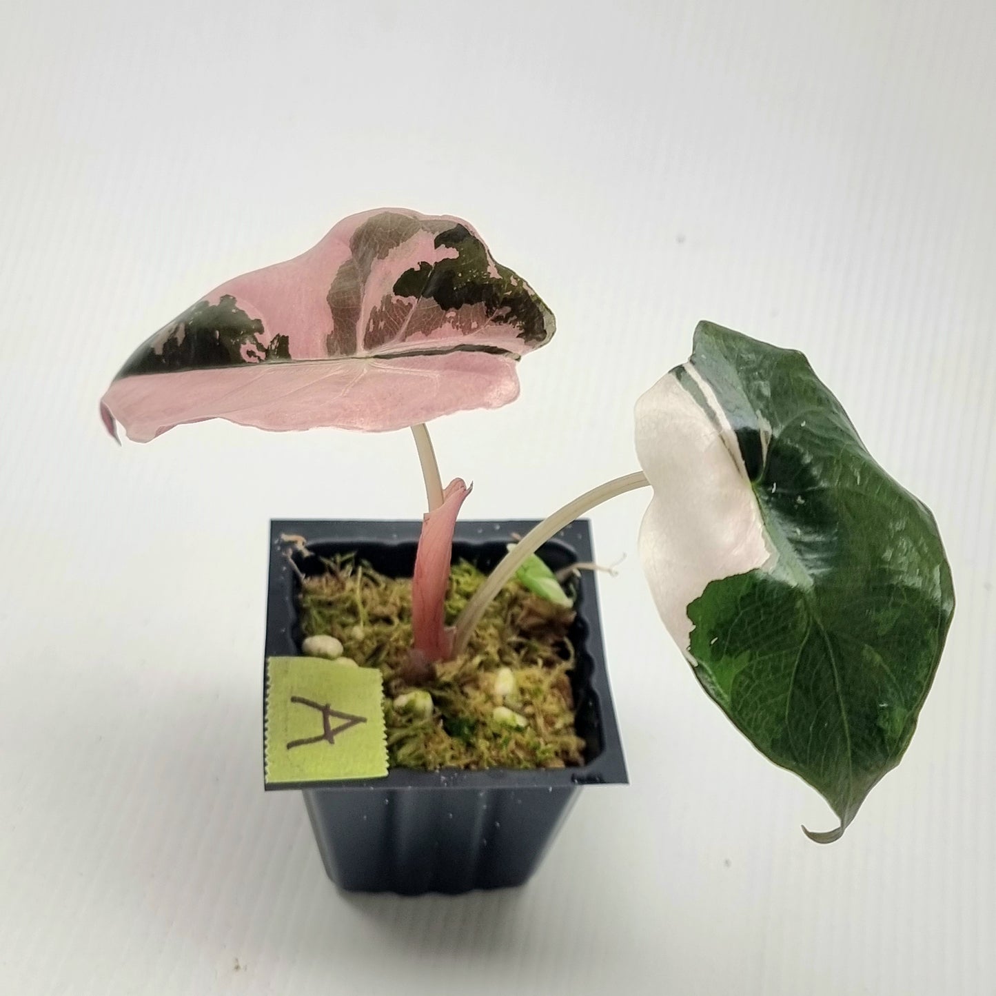 Alocasia Chantrieri Pink Variegated