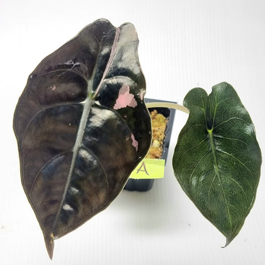 Alocasia Chantrieri LOW Variegated