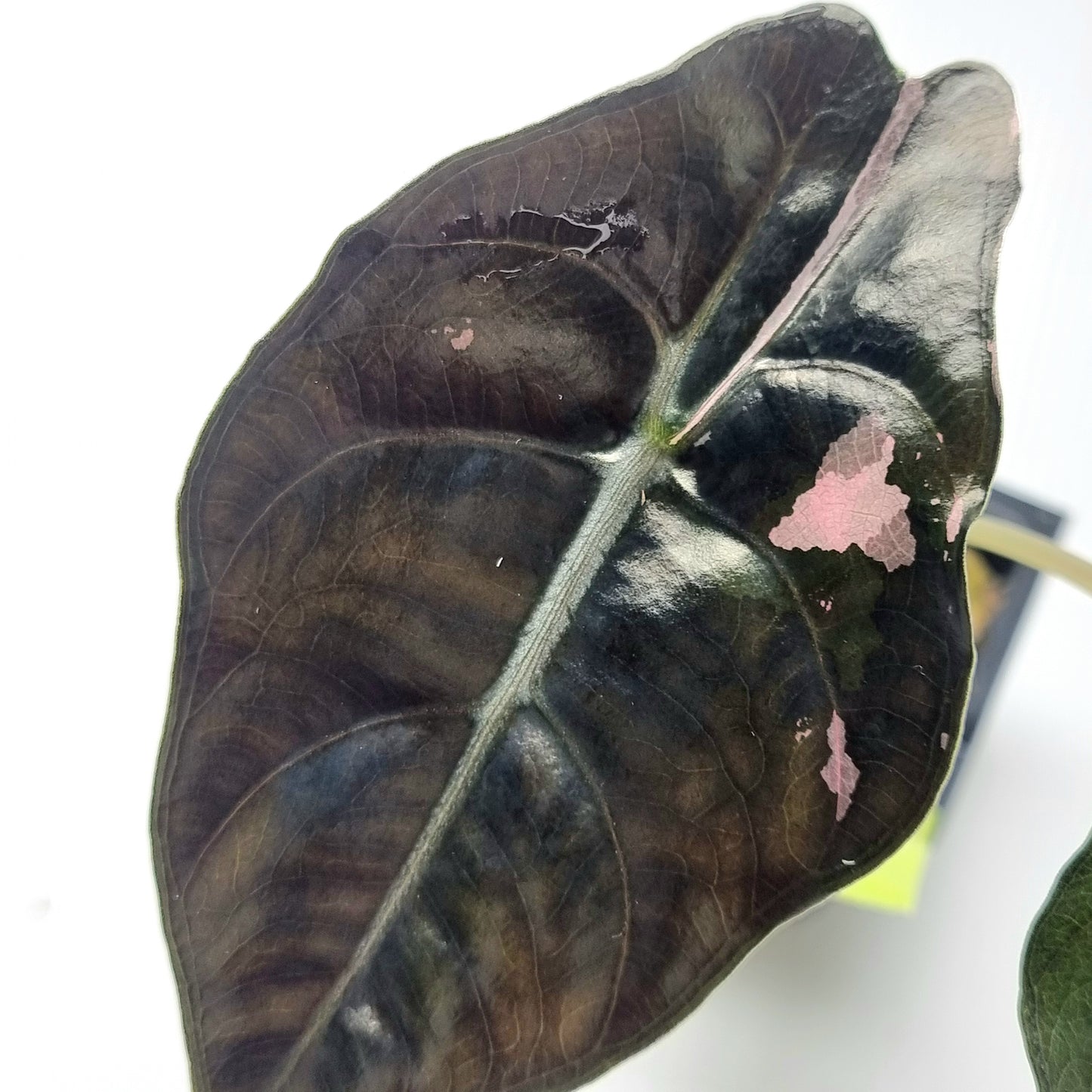 Alocasia Chantrieri LOW Variegated