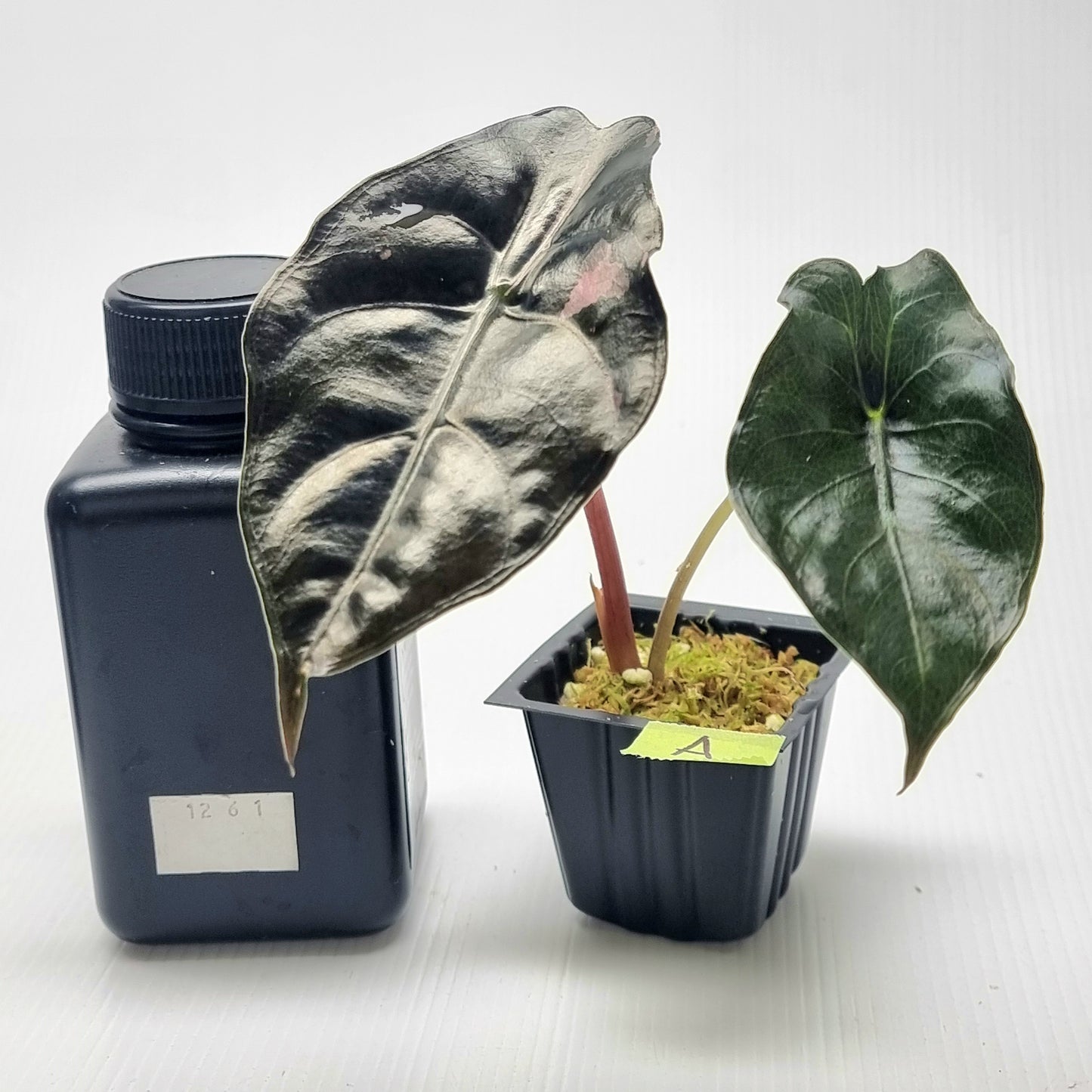 Alocasia Chantrieri LOW Variegated