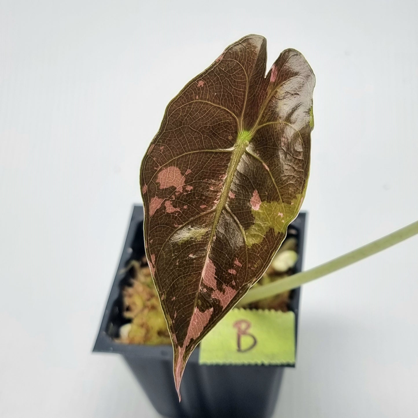 Alocasia Chantrieri LOW Variegated