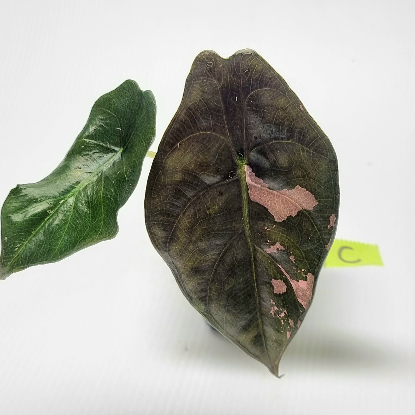 Alocasia Chantrieri LOW Variegated