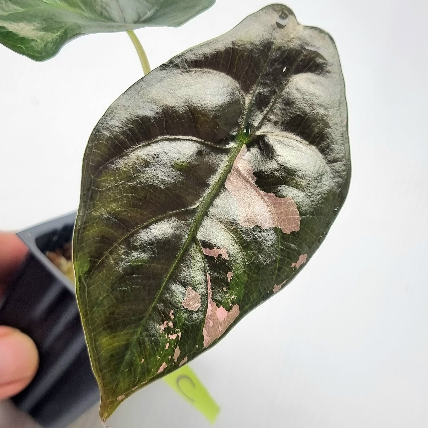 Alocasia Chantrieri LOW Variegated