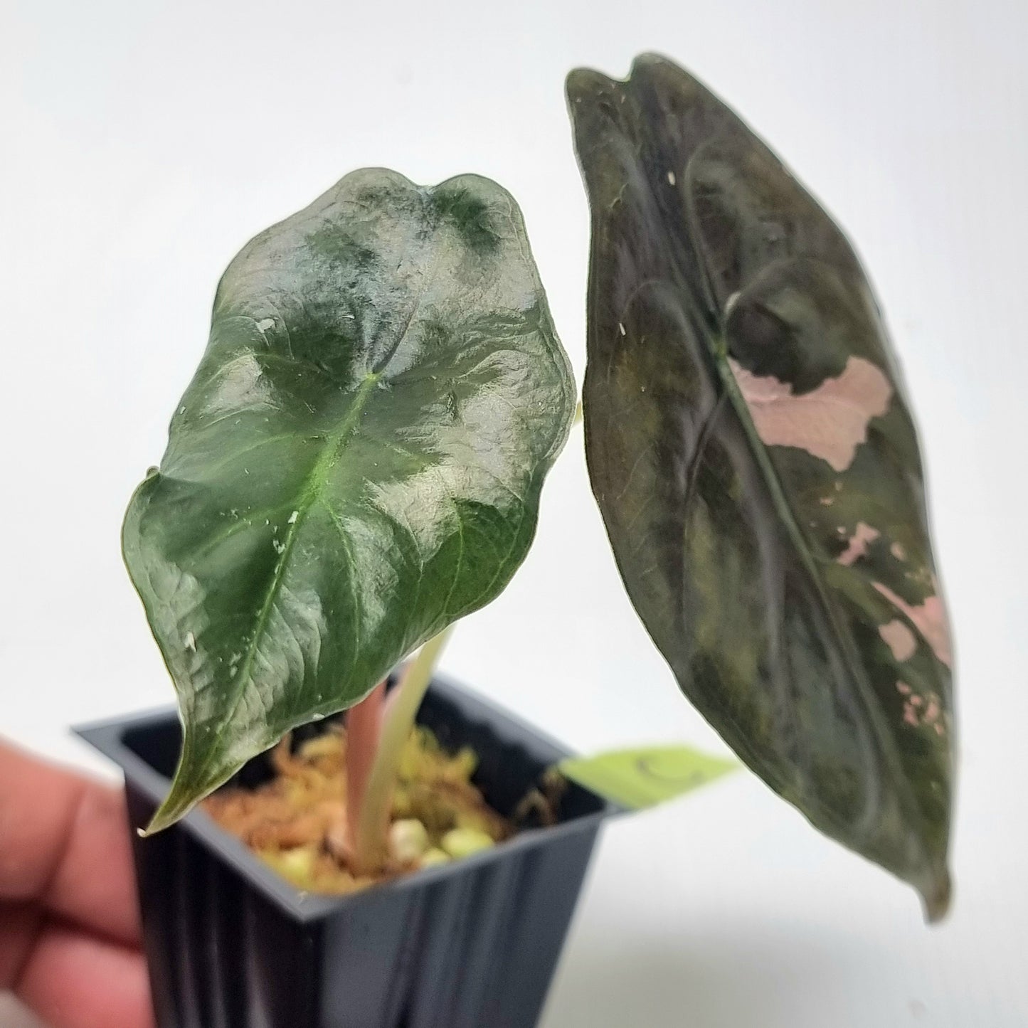 Alocasia Chantrieri LOW Variegated