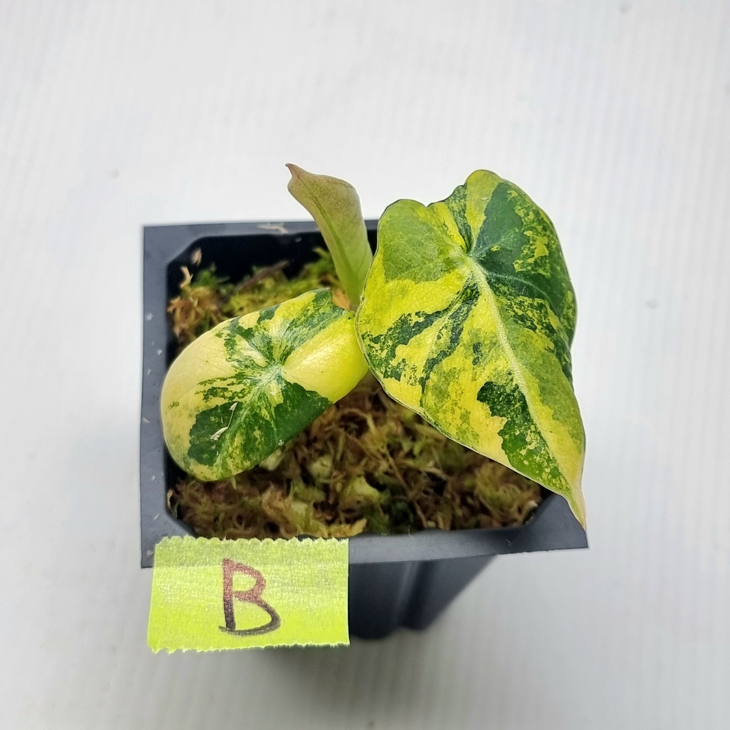 Alocasia Black Velvet Gold Variegated