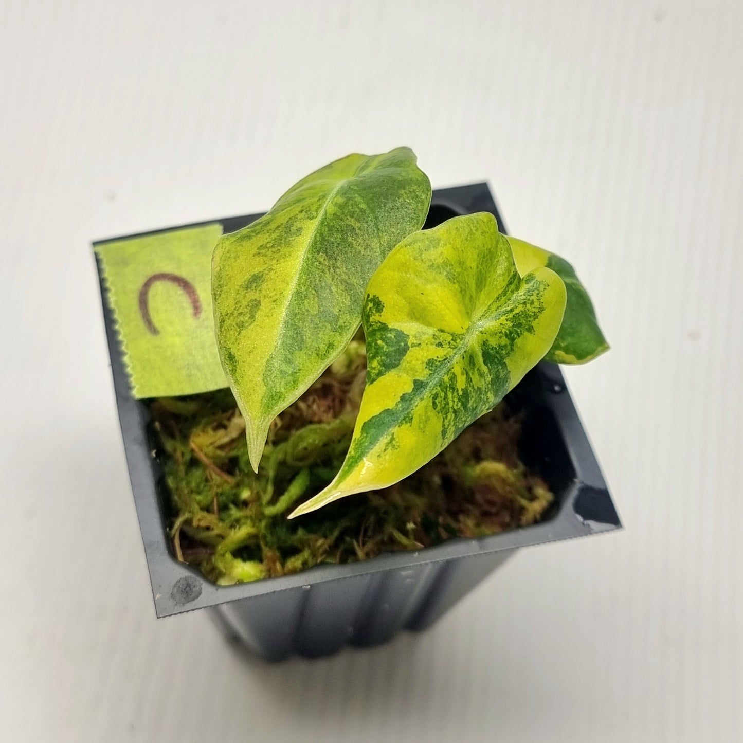 Alocasia Black Velvet Gold Variegated