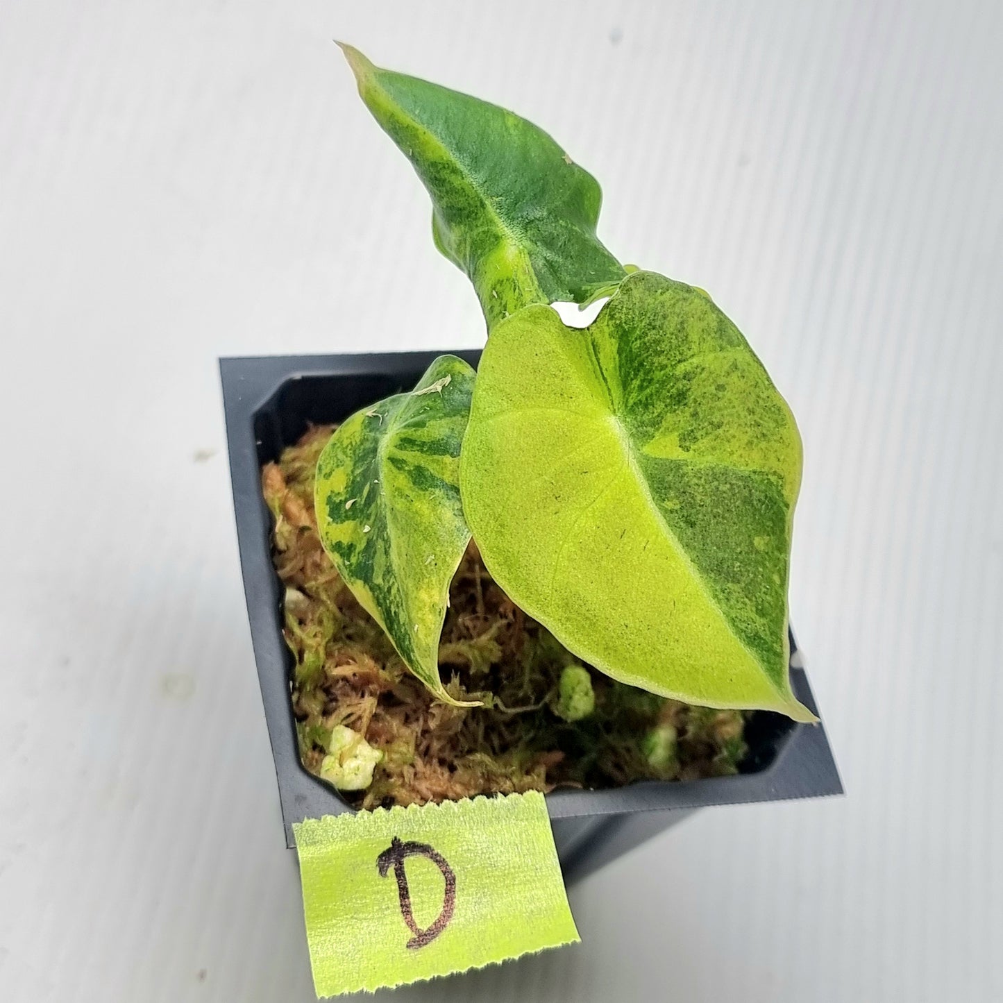 Alocasia Black Velvet Gold Variegated