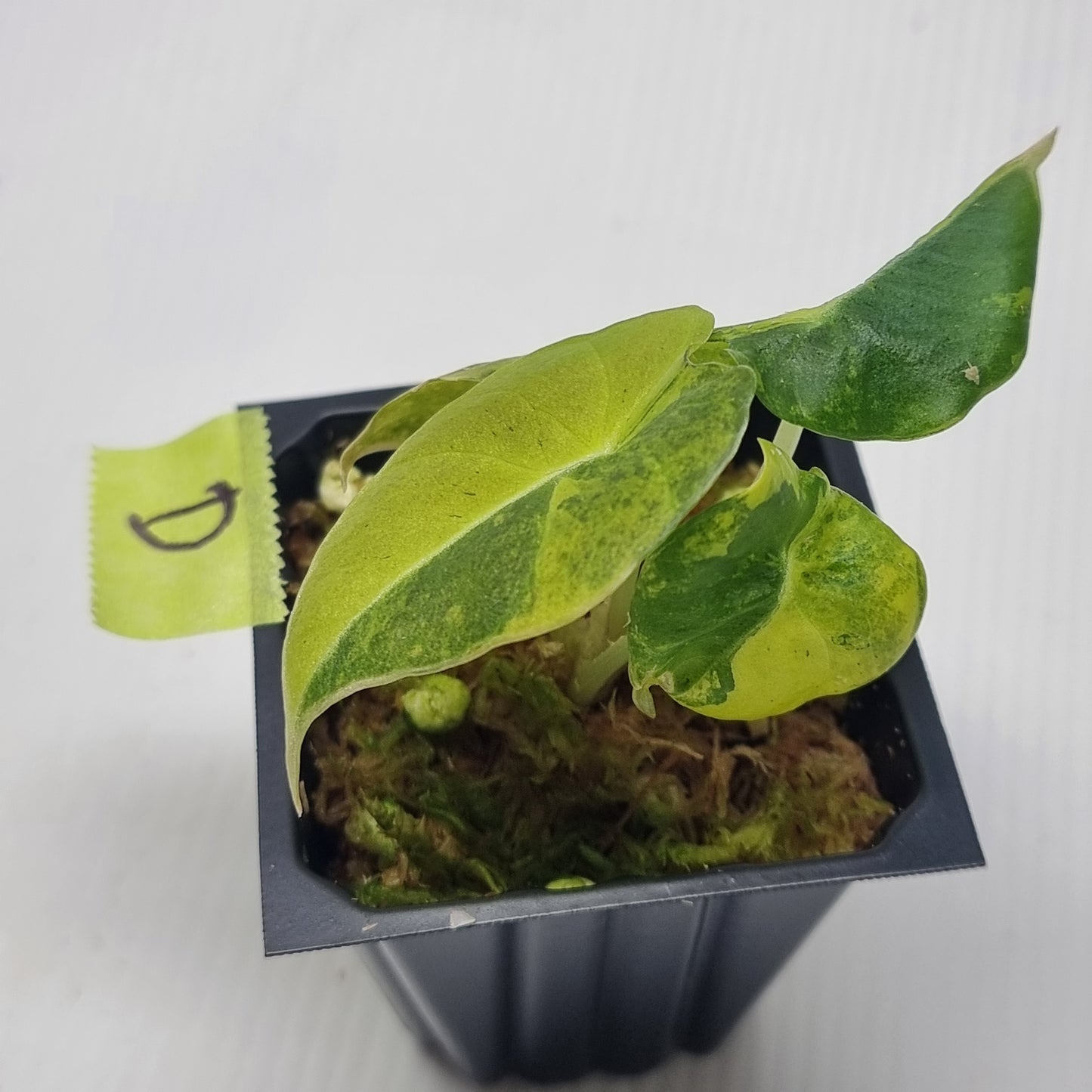Alocasia Black Velvet Gold Variegated