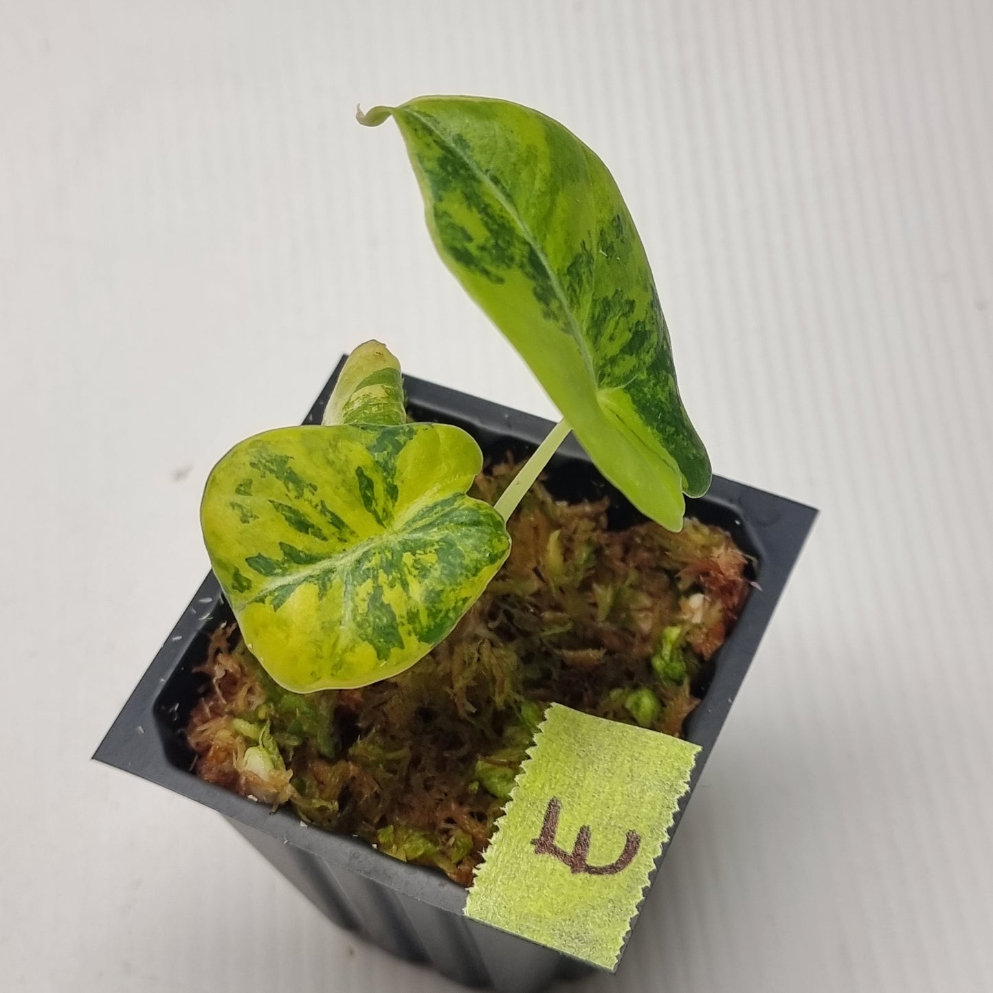 Alocasia Black Velvet Gold Variegated