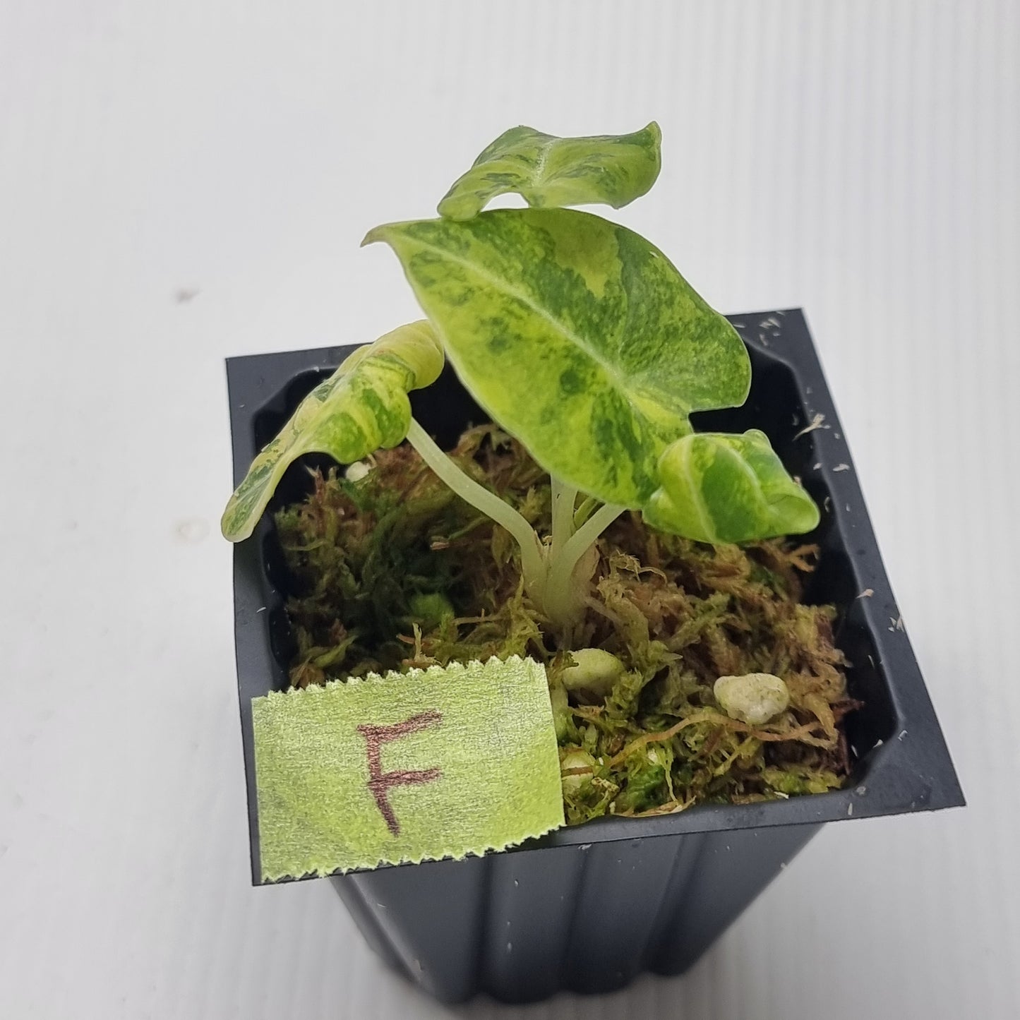 Alocasia Black Velvet Gold Variegated