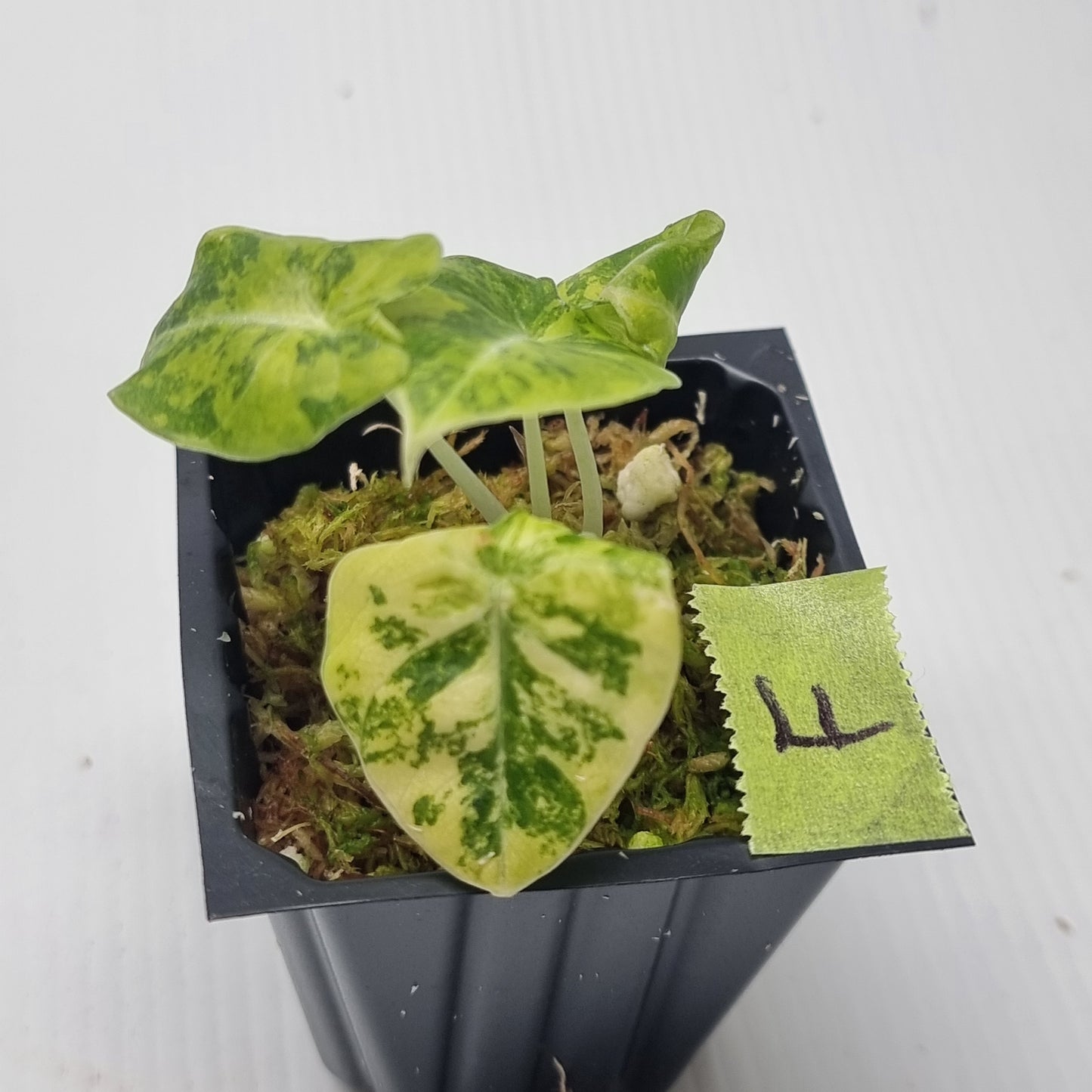 Alocasia Black Velvet Gold Variegated