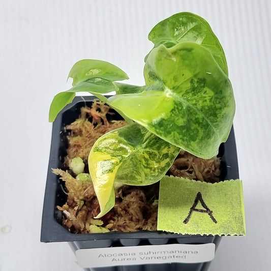 Alocasia suhirmaniana Aurea Variegated