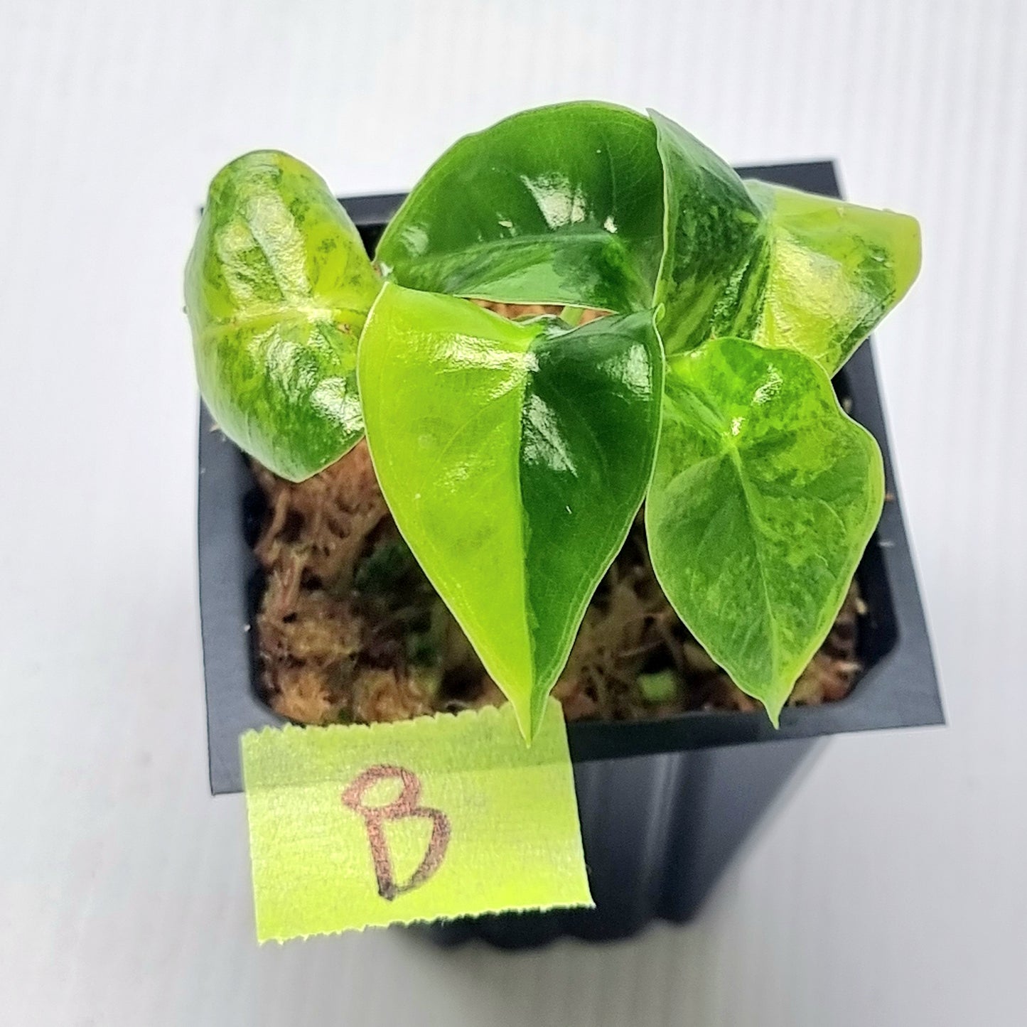 Alocasia suhirmaniana Aurea Variegated