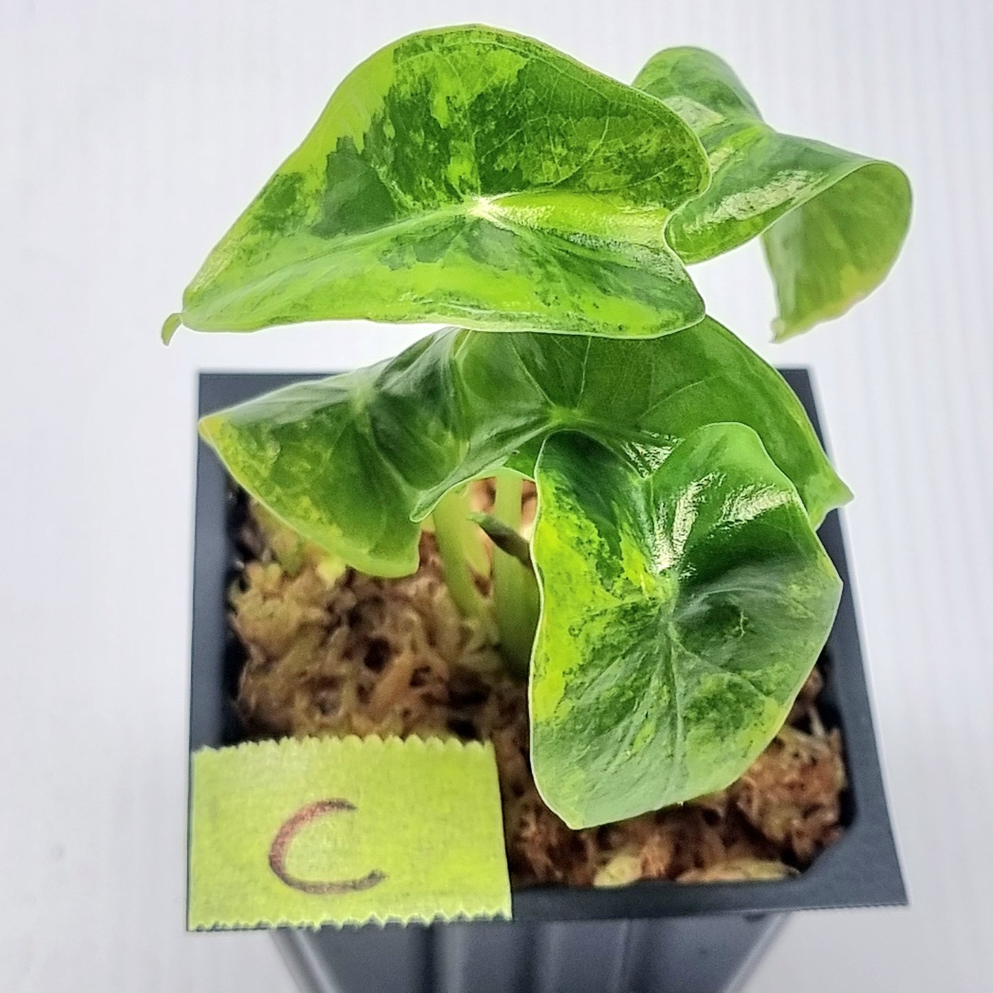 Alocasia suhirmaniana Aurea Variegated