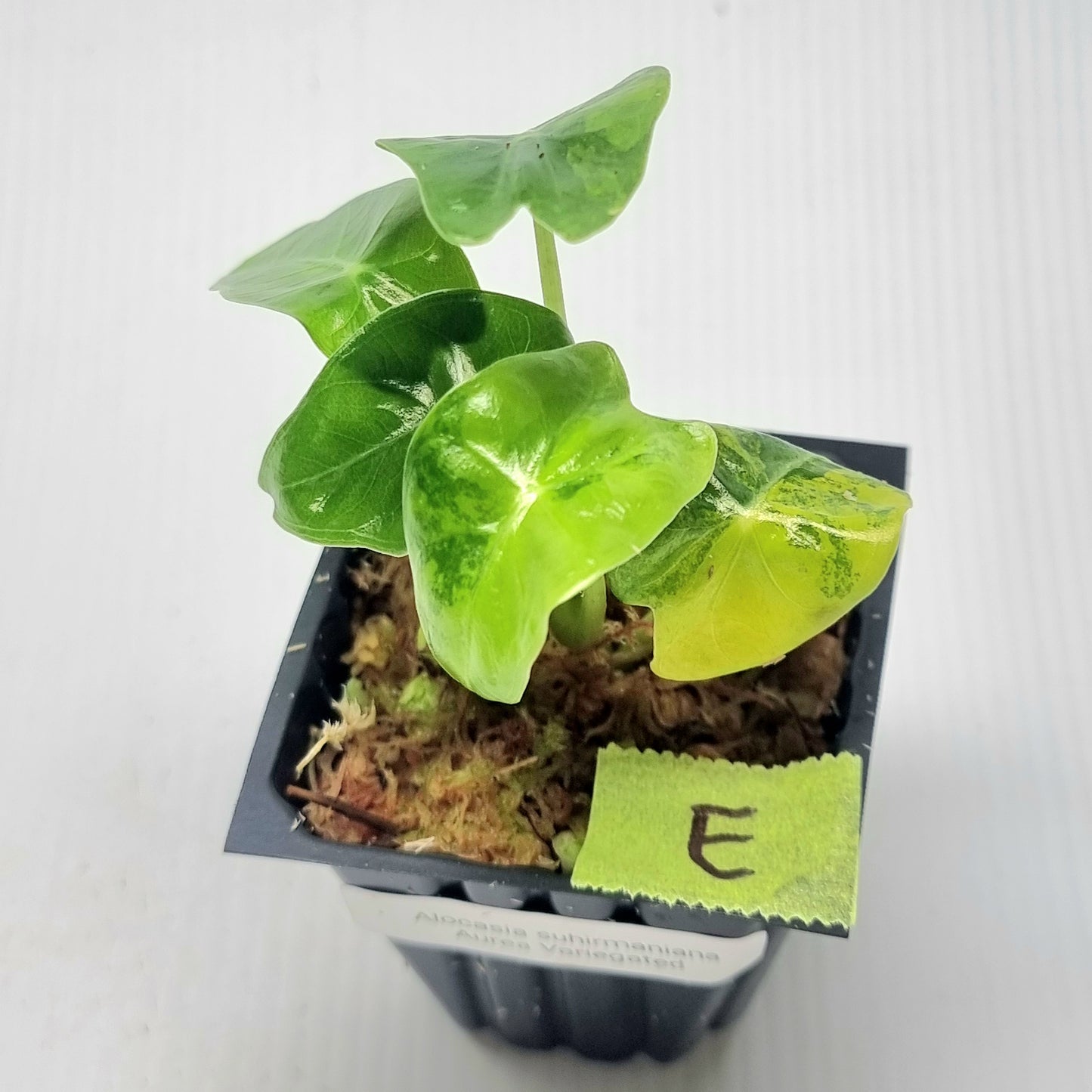 Alocasia suhirmaniana Aurea Variegated