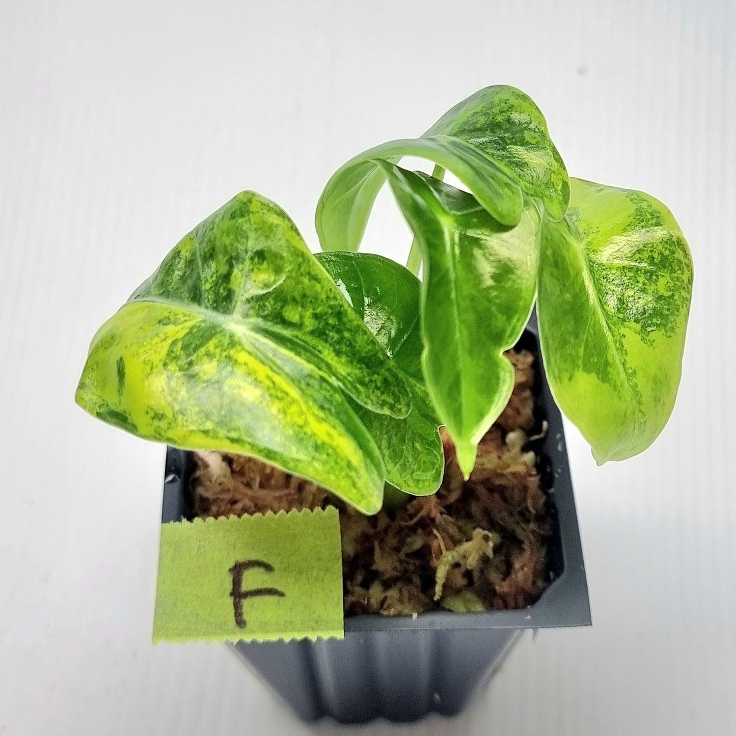 Alocasia suhirmaniana Aurea Variegated