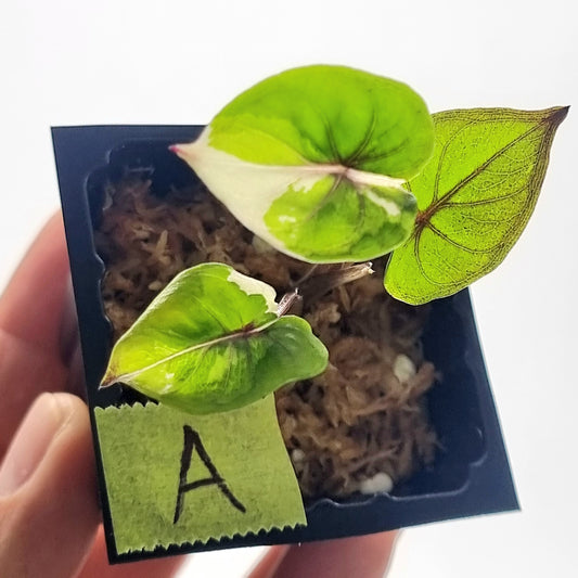 Alocasia Serendipity Variegated