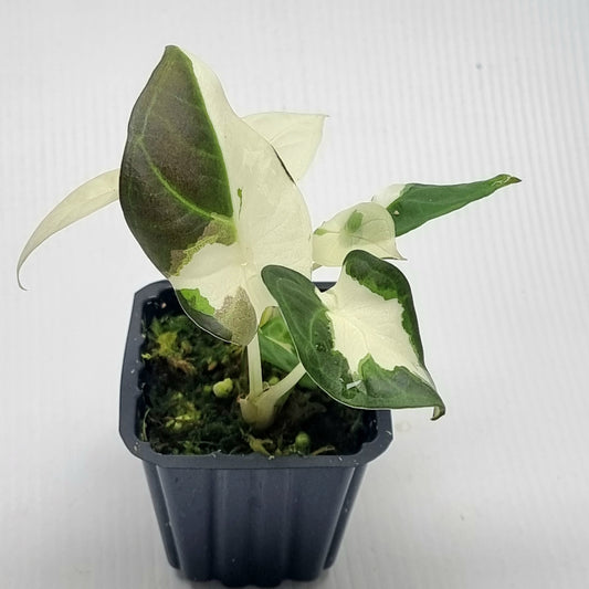 Alocasia Regal Shield Albo Variegated
