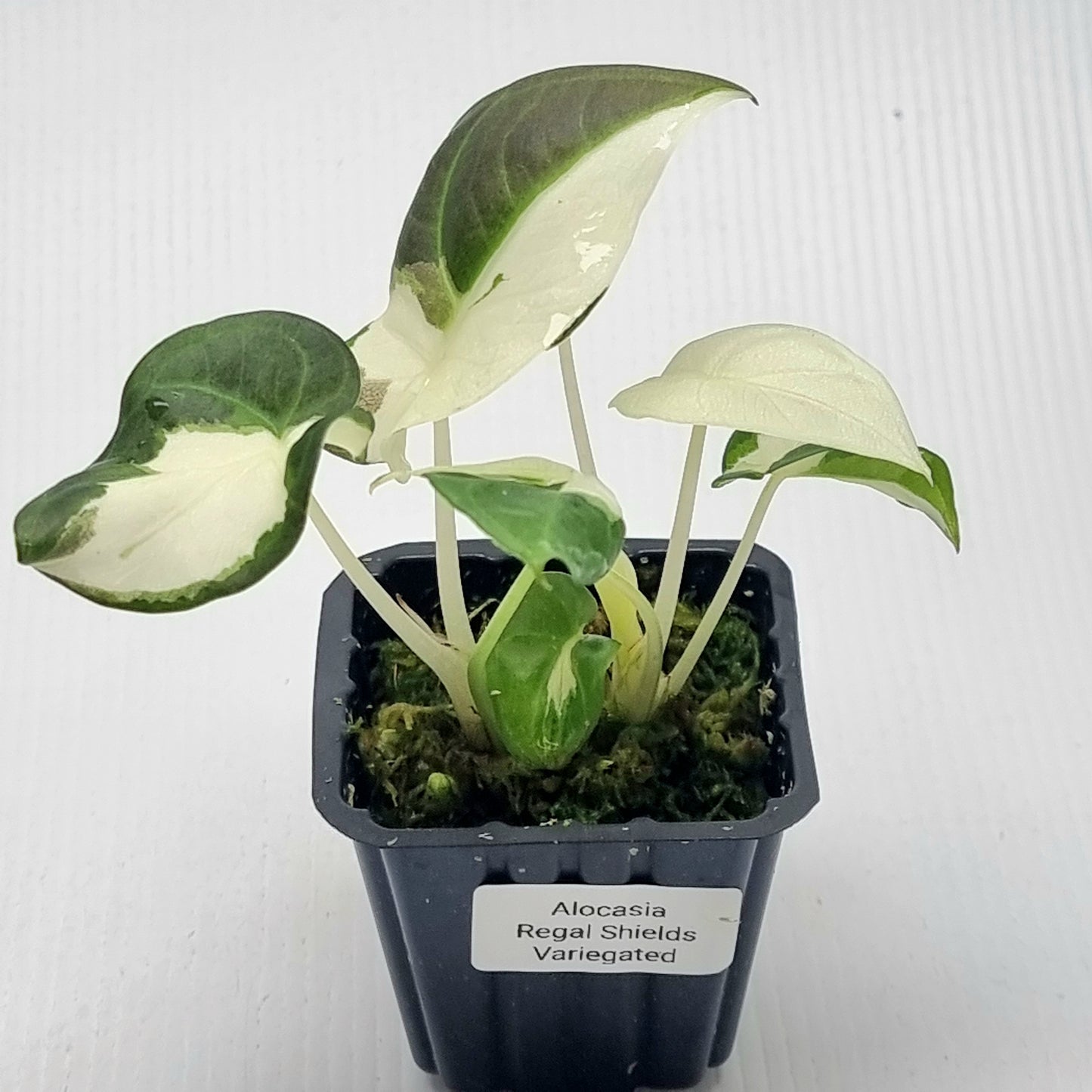 Alocasia Regal Shield Albo Variegated
