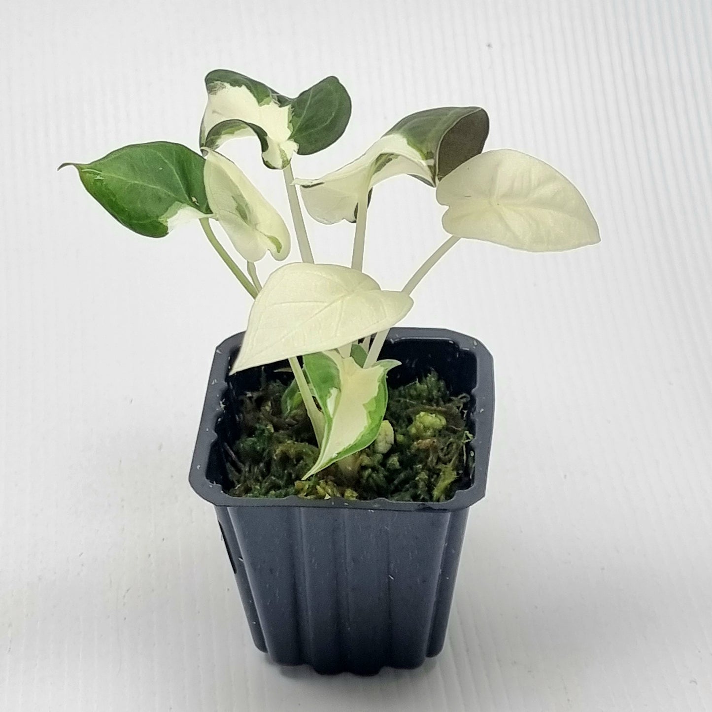 Alocasia Regal Shield Albo Variegated