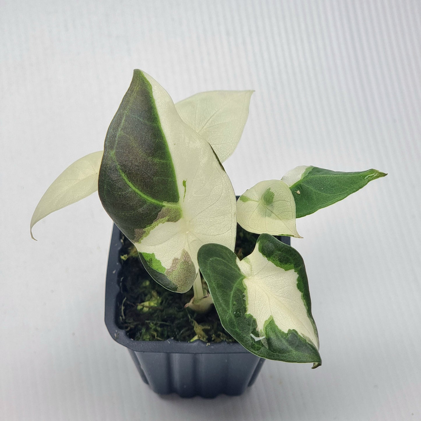 Alocasia Regal Shield Albo Variegated