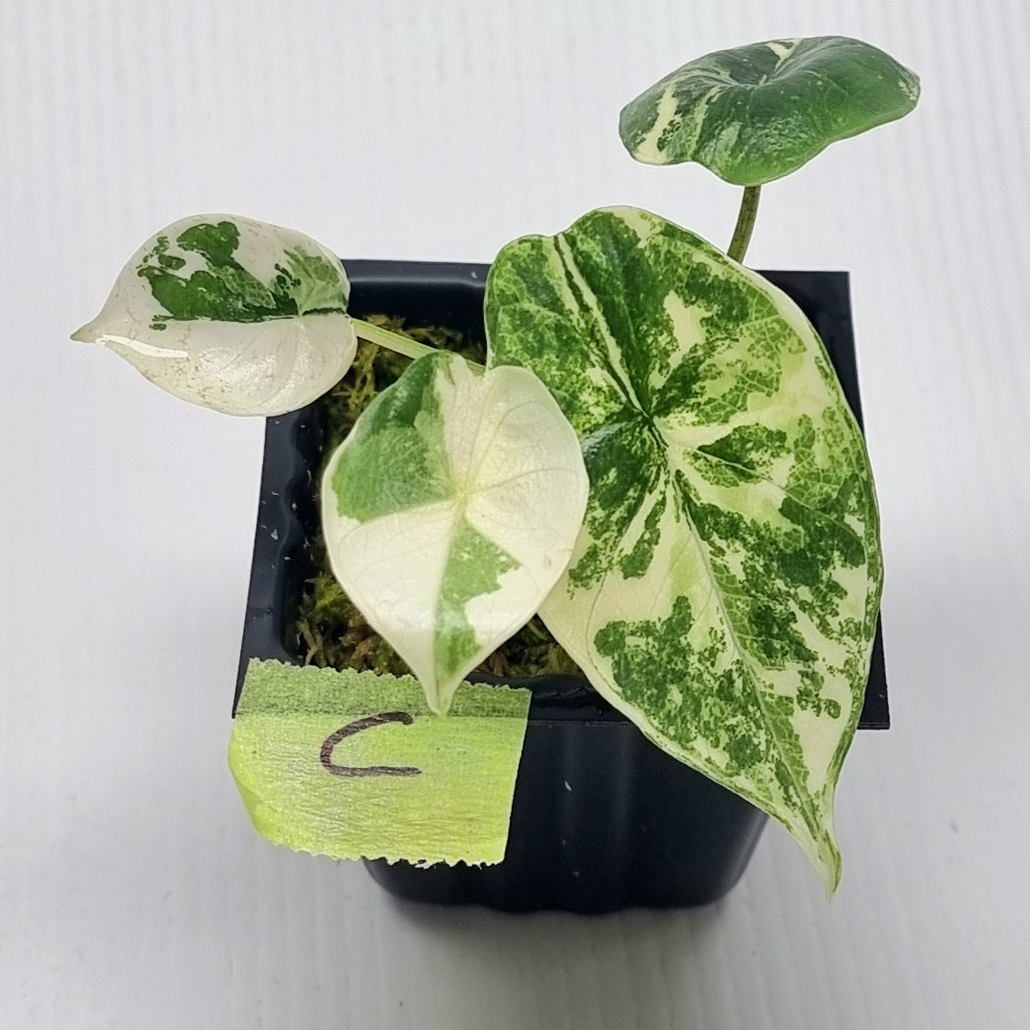 Alocasia Platinum/bisma Albo Variegated