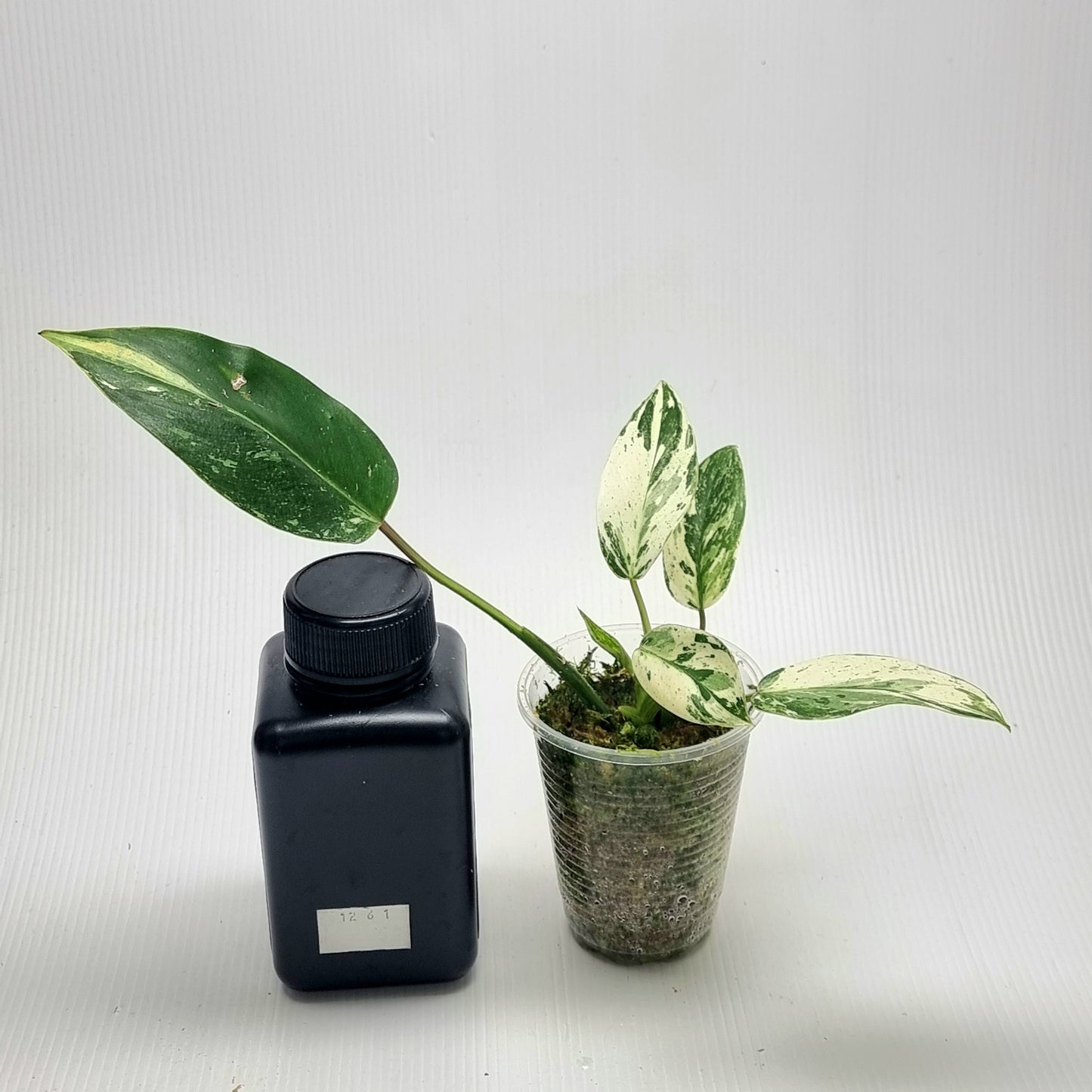 Philodendron Emerald Queen Marble