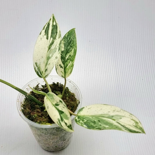 Philodendron Emerald Queen Marble