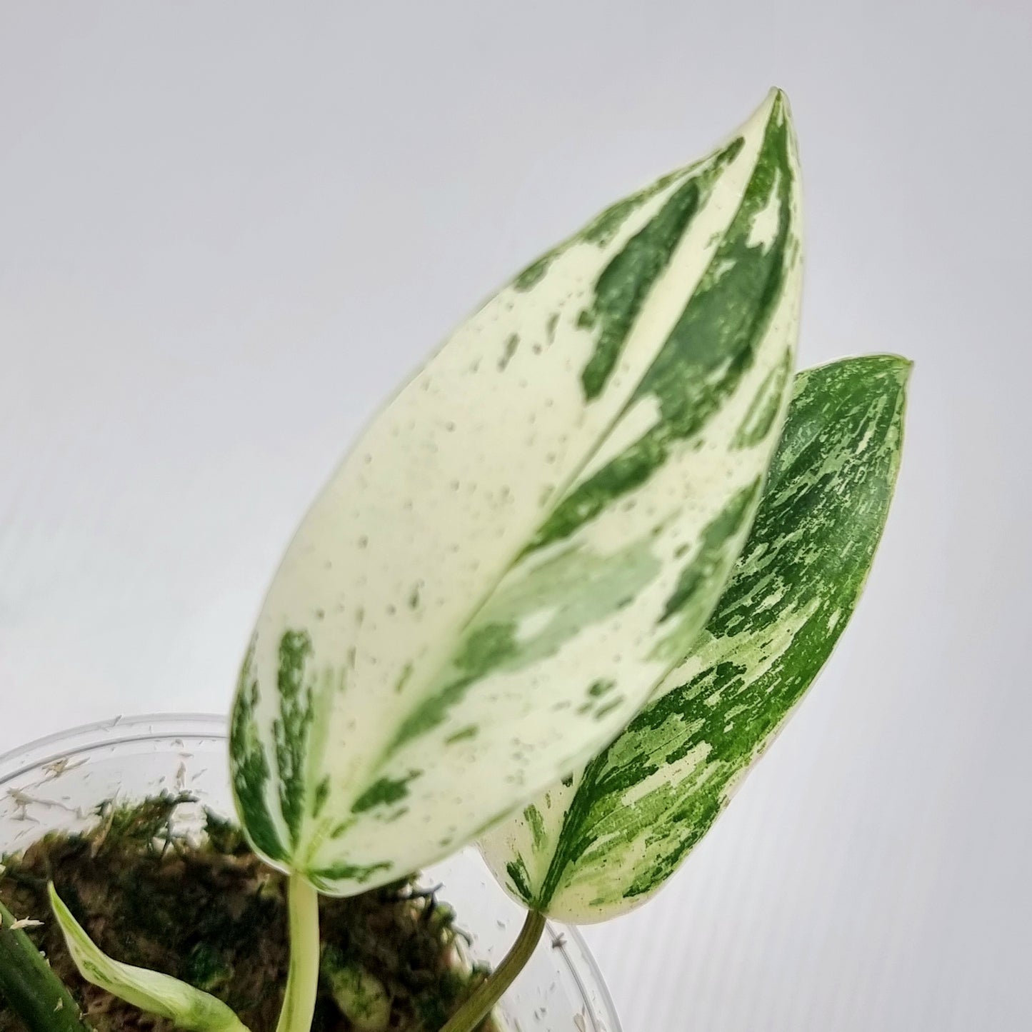 Philodendron Emerald Queen Marble