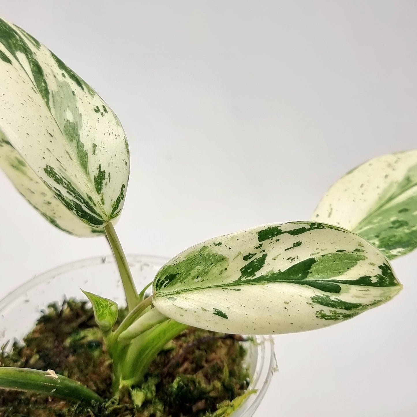 Philodendron Emerald Queen Marble