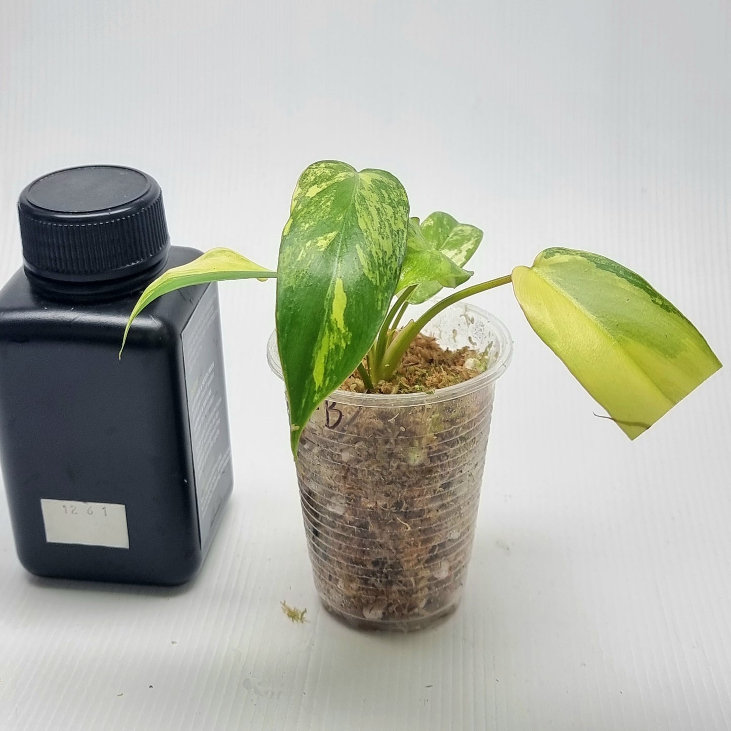 Philodendron Florida Beauty x Paraiso Verde Variegated