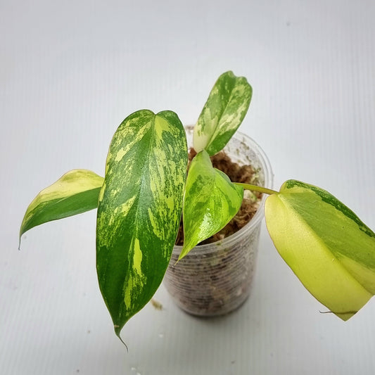 Philodendron Florida Beauty x Paraiso Verde Variegated