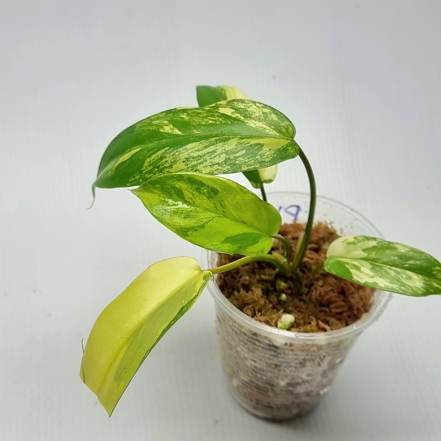 Philodendron Florida Beauty x Paraiso Verde Variegated