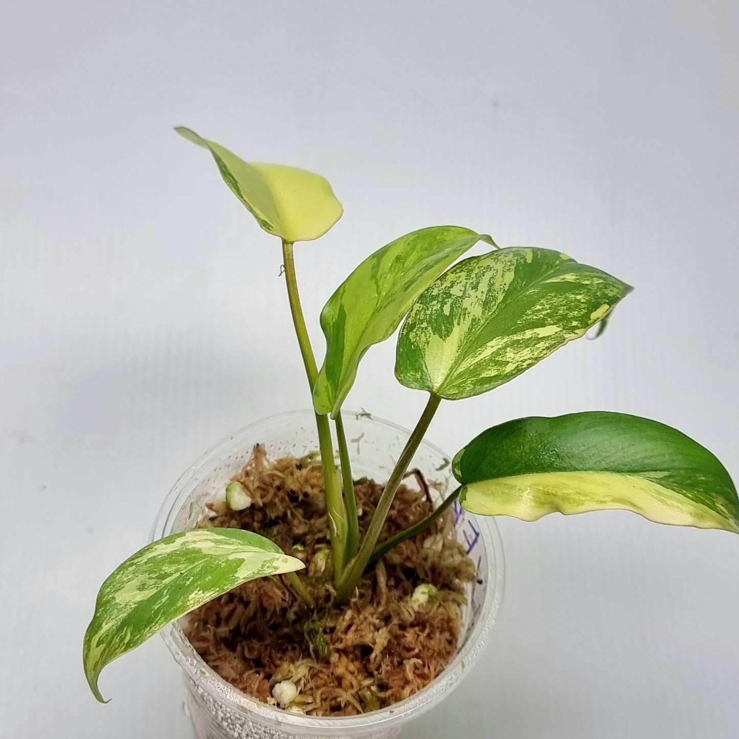 Philodendron Florida Beauty x Paraiso Verde Variegated