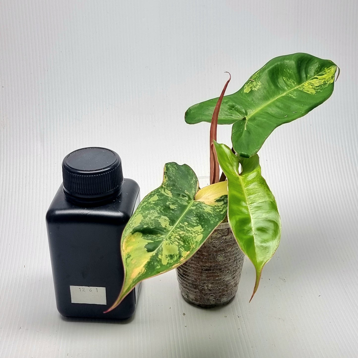 Philodendron Jennifer Variegated
