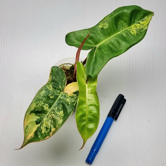 Philodendron Jennifer Variegated