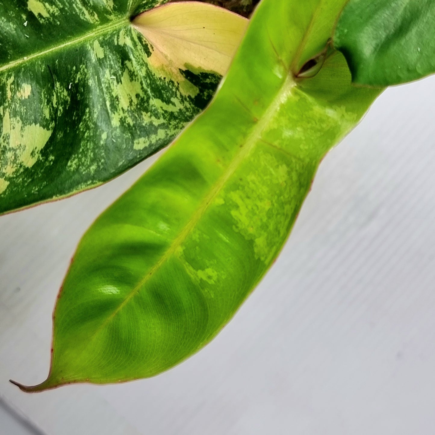 Philodendron Jennifer Variegated