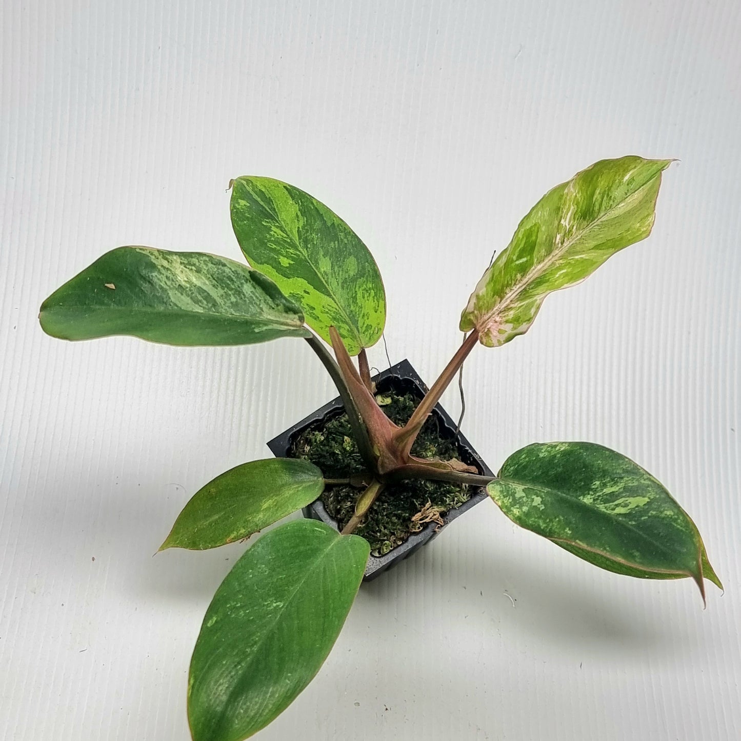 Philodendron Snowdrift Variegated