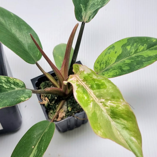 Philodendron Snowdrift Variegated