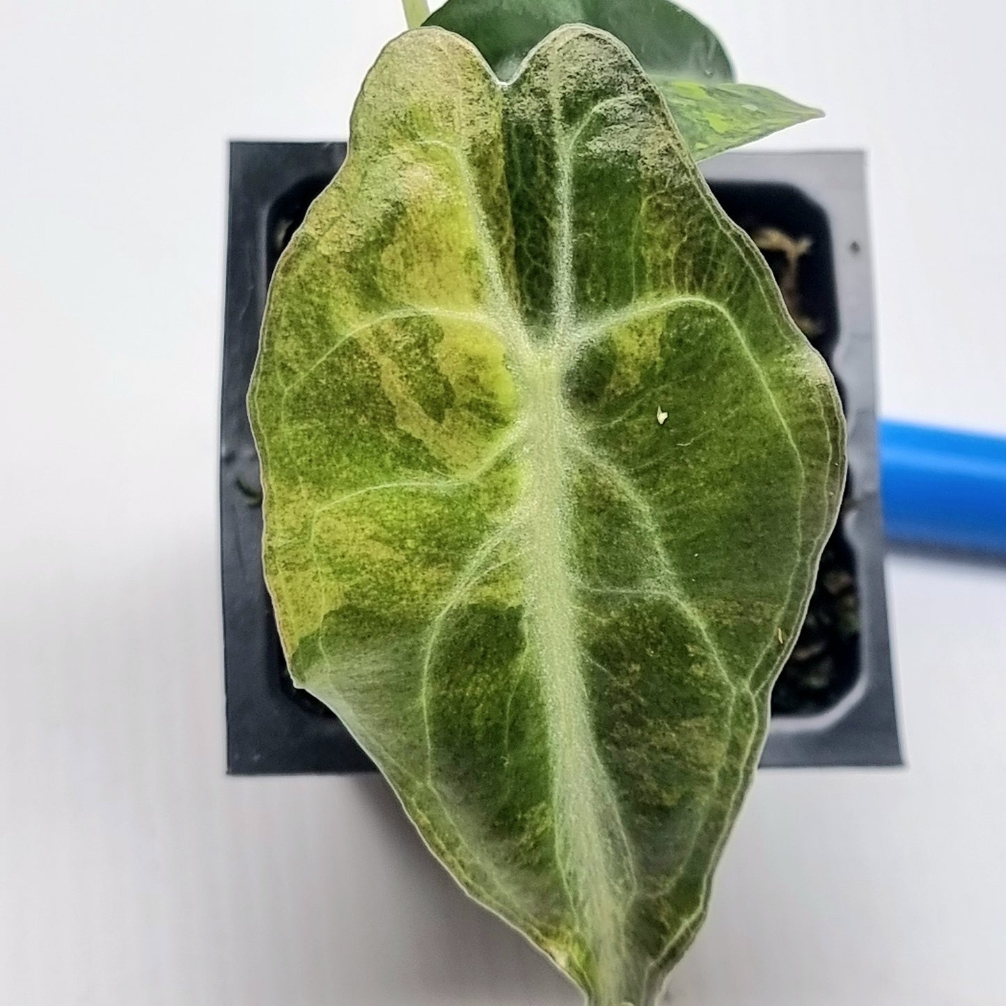 Alocasia Venom Variegated